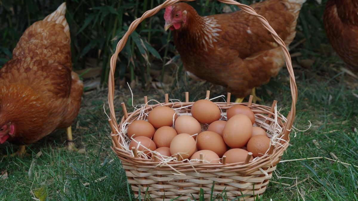 Free-range hens with a basket of fresh eggs